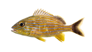 Bluestriped Grunt - Haemulon sciurus