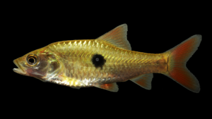 Spotted Hampala Barb-Hampala dispar