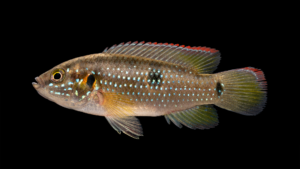African Jewelfish - Hemichromis letourneuxi