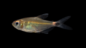 Hemigrammus ocellifer