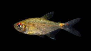 Hemigrammus ocellifer