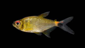 Hemigrammus ocellifer