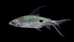 Hemiodus unimaculatus