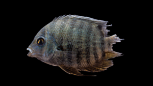 Heros efasciatus