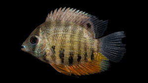 Heros efasciatus