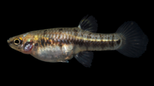 Least Killifish - Heterandria formosa