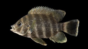 Zebra Tilapia - Heterotilapia buttikoferi