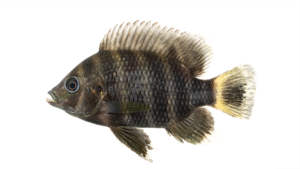 Zebra Tilapia - Heterotilapia buttikoferi