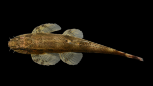 Homalopterteroides smithi