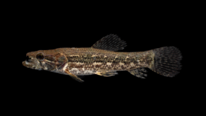 Hoplias malabaricus