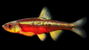 Redlip Shiner - Hydrophlox chiliticus