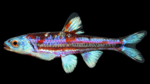Rainbox Shiner - Hydrophlox chrosomus