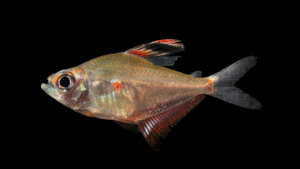 Hyphessobrycon erythrostigma