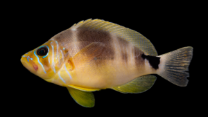 Butter Hamlet - Hypoplectrus unicolor