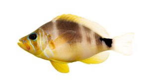 Butter Hamlet - Hypoplectrus unicolor