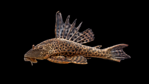 Hypostomus plecostomus