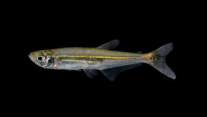 Iguanodectes spilurus