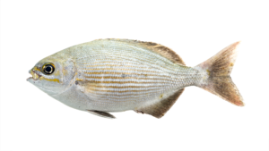 Bermuda Chub - Kyphosus sectatrix