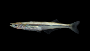 Brook Silverside - Labidesthes sicculus