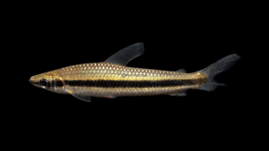 Laemolyta taeniata