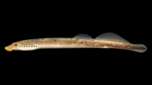 Least Brook Lamprey - Lampetra aepyptera