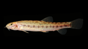 Lepidocephalichthys species
