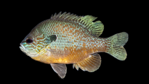 Plains Longear Sunfish - Lepomis aquilensis