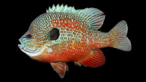 Plains Longear Sunfish - Lepomis aquilensis