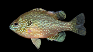 Dollar Sunfish - Lepomis marginatus