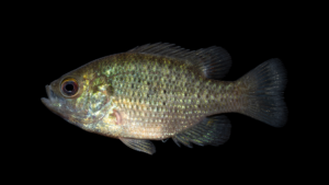 Bantam Sunfish - Lepomis symmetricus