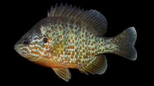 Pumpkinseed - Lepomis gibbosus