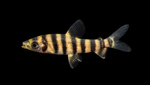 Leporinus fasciatus