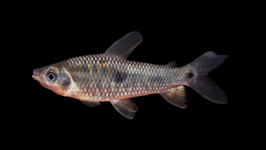 Leporinus friderici
