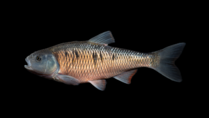 Common Shiner - Luxilus cornutus