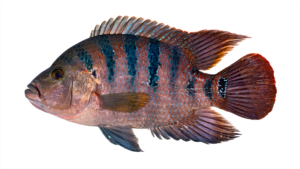 Mayan Cichlid - Mayaheros urophthalmus