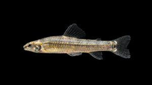 Melanocharacidium sp