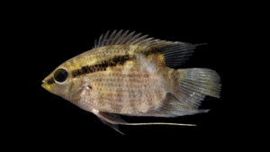 Mesonauta mirificus