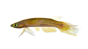 Moema hellneri