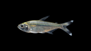 Moenkhausia dichroura