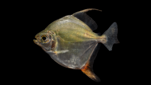 Myloplus rubripinnis