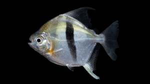Myloplus schomburgkii