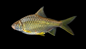 Mystacolecus marginatus