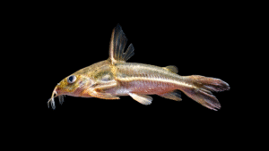 Nemadoras humeralis
