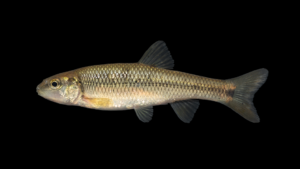 Hornyhead Chub - Nocomis biguttatus