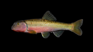 River Chub - Nocomis micropogon