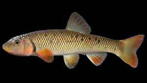 Redtail Chub - Nocomis effusus
