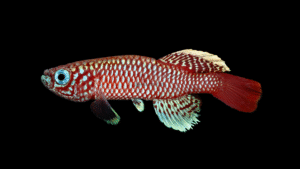 Nothobranchius kilomberoensis