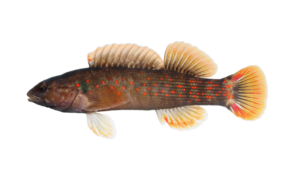 Caney Fork Darter - Nothonotus starnesi