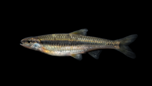 Ozark Minnow - Miniellus nubilus