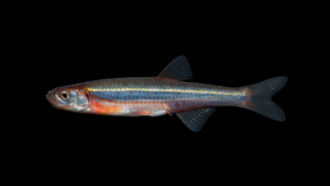 Carmine Shiner - Notropis percobromus